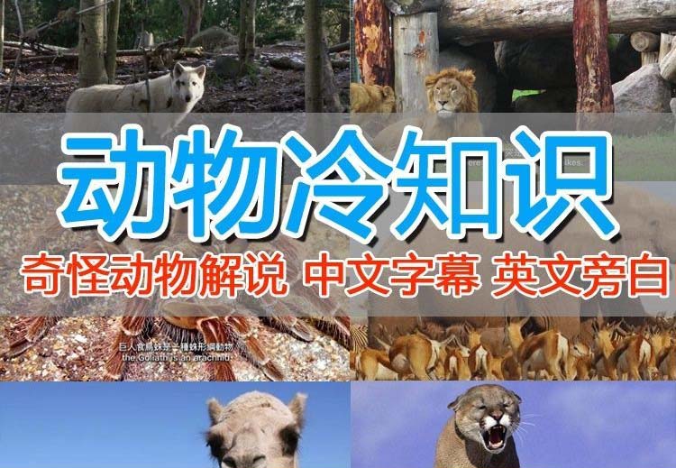（6312期）外面卖1699的国外纪录片解说（动物解说、美食、动画片）稳过中视频-1