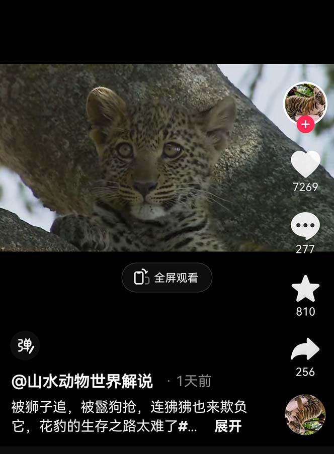 （6312期）外面卖1699的国外纪录片解说（动物解说、美食、动画片）稳过中视频-3