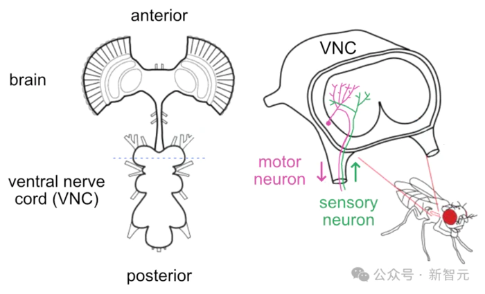 DeepMind果蝇登Nature,强化学习再立功!AI模拟飞行,逼真到腿毛颤抖 DeepMind果蝇登Nature,强化学习再立功!AI模拟飞行,逼真到腿毛颤抖